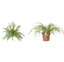 Zelenec FloraSelf Chlorophytum comosum 'Atlantic' 30-40 cm květináč Ø 12 cm-thumb-2 Zelenec FloraSelf Chlorophytum comosum 'Atlantic' 30-40 cm květináč Ø 12 cm-thumb-2