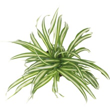 Zelenec FloraSelf Chlorophytum comosum 'Atlantic' 30-40 cm květináč Ø 12 cm-thumb-0