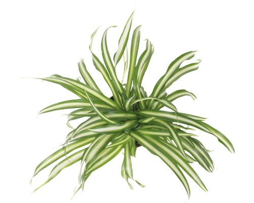 Zelenec FloraSelf Chlorophytum comosum 'Atlantic' 30-40 cm květináč Ø 12 cm-0
