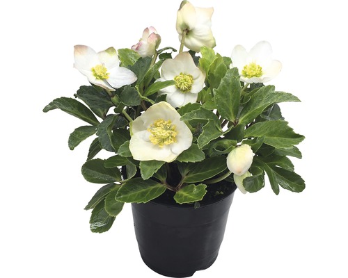 Čemeřice černá FloraSelf Helleborus niger 'Christmas Carol' květináč Ø 12 cm