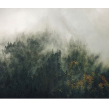 Lesní krajina s mlhou a stromy