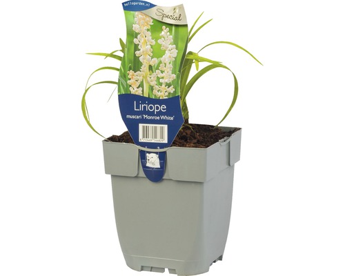 Modřenec podzimní FloraSelf Liriope muscari 'Monroe White' výška 5-20 cm květináč 0,5 l