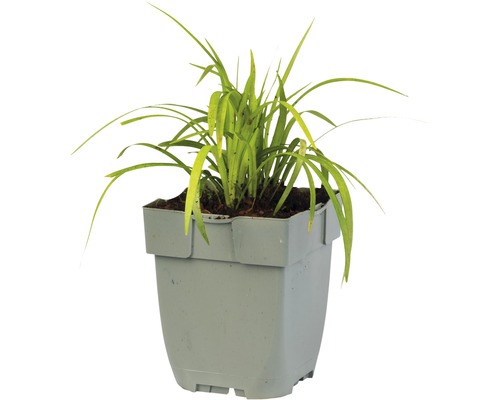 Pokojová rostlina v květináči s podlouhlými listy