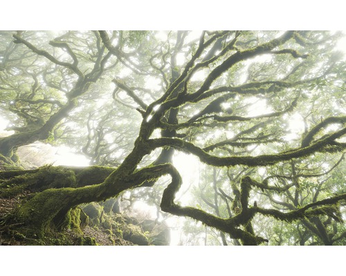 Fototapeta vliesová PSH092-VD4 Pure The Forgotten Forest 4-dílná 400x250 cm Mlžný les s mechem porostlými stromy
