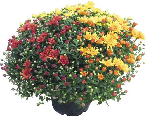 Chryzantéma Chrysanthemum indicum 'Party Trio' květináč Ø 20 cm 1 ks, různé barvy Chryzantémový keř s červenými a žlutými květy