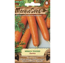 Balení semen mrkve