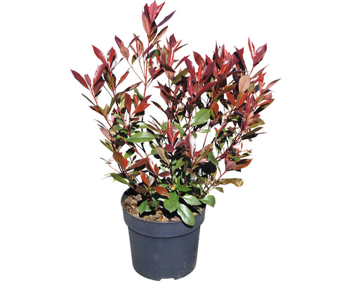 Hlohyně šarlatová v květináči