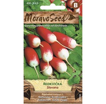 Ředkvička válcovitá SLOVANA červeno-bílá MoravoSeed
