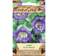 Balení semen kobea šplhavá