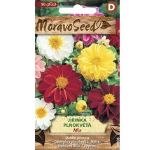 Balení semen květin jiřinky Moravo Seed