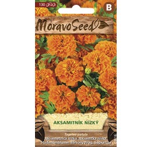 Balení semen afrikán nízký od Moravo Seed