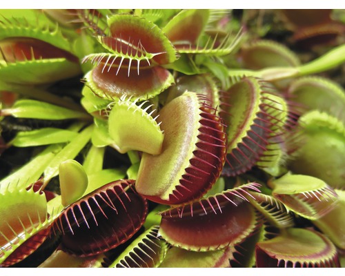 Detailní záběr masožravé rostliny