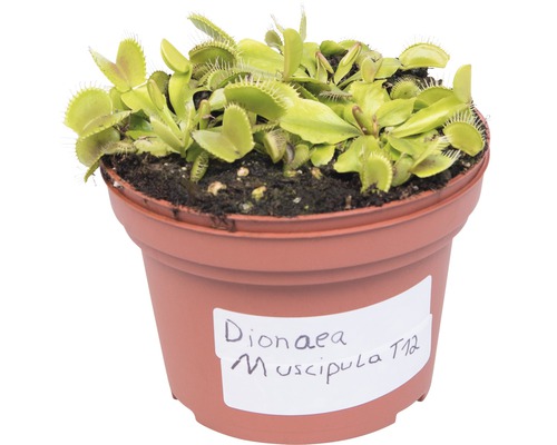 Mucholapka podivná v květináči, masožravá rostlina