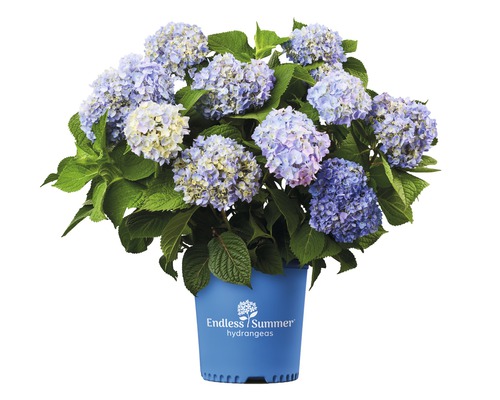 Hortenzie velkolistá Endless Summer® Hydrangea macrophylla 20-35 cm květináč 5 l modrá