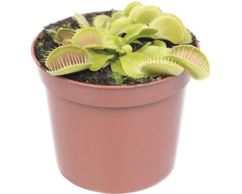 Mucholapka podivná v květináči