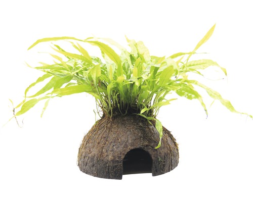 Vodní rostlina Microsorum pteropus na kokosu Dekorace do akvária s kokosovou jeskyní a rostlinou