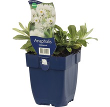 Plesnivka trojžilná FloraSelf Anaphalis triplinervis 5-30 cm květináč 0,5 l