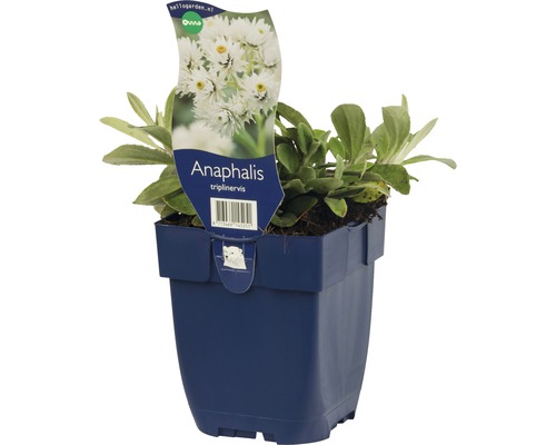 Anaphalis triplinervis v květináči