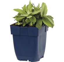 Plesnivka trojžilná FloraSelf Anaphalis triplinervis 5-30 cm květináč 0,5 l