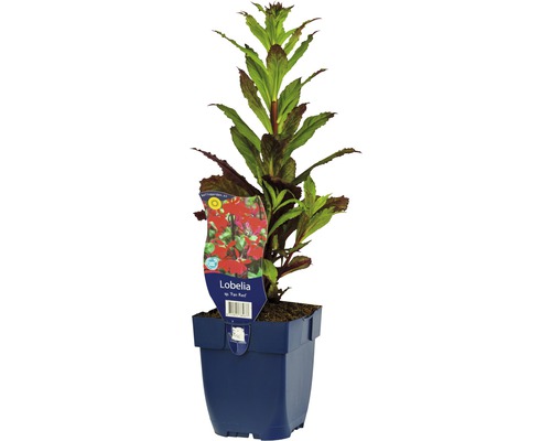 Lobelka FloraSelf Lobelia splendens 'Fan Red' 5-30 cm květináč 0,5 l