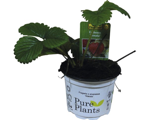 Jahodník jednouplodící FloraSelf Fragaria x ananassa 'Sonata' květináč Ø 9 cm Sazenice jahodníku v květináči