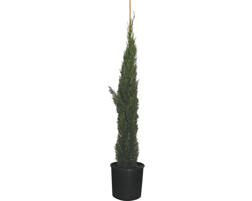 Cypřiš stálezelený FloraSelf Cupressus sempervirens 'Totem' 125 – 150 cm květináč 12 l