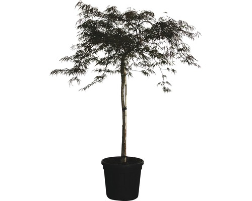 Javor dlanitolistý tmavě červený na kmínku FloraSelf Acer palmatum 'Dissectum Garnet' výška 120 cm květináč 25 l