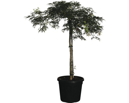 Javor dlanitolistý zelený FloraSelf Acer palmatum 'Dissectum Viridis' výška 100-120 cm květináč 25 l