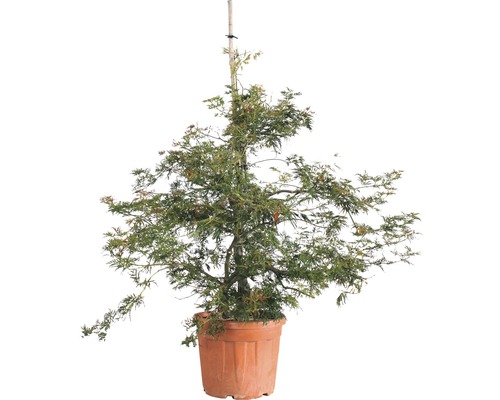 Javor dlanitolistý zelený FloraSelf Acer palmatum 'Dissectum Viridis' výška 125-150 cm květináč 35 l