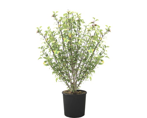 Ibišek syrský FloraSelf Hibiscus syriacus výška 120-130 cm květináč 25 l 1 ks, různé druhy