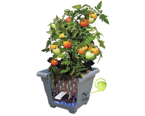 Sazenice rajčat v květináči se zavlažovacím systémem