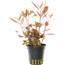 Ludwigia repens v květináči