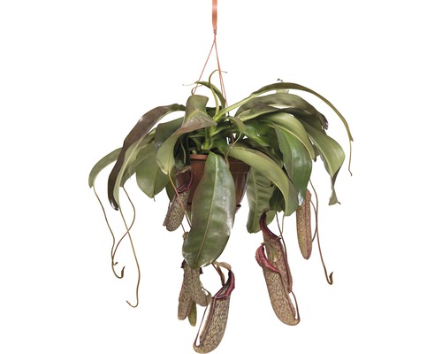 Láčkovka v závěsném květináči FloraSelf Nepenthes 'Miranda' výška 65-70 cm květináč Ø 25 cm