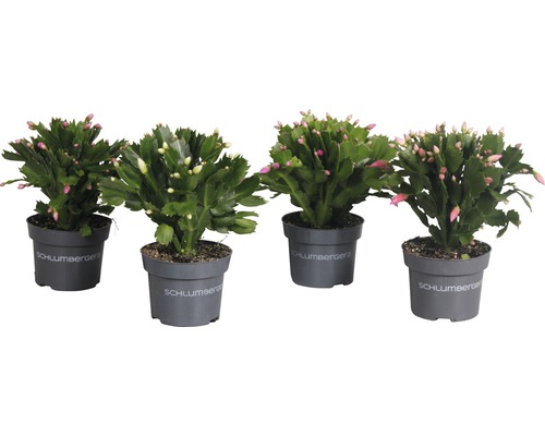 Čtyři hrnkové rostliny vánočního kaktusu se zelenými listy a květními poupaty v květináčích značky Schlumbergera
