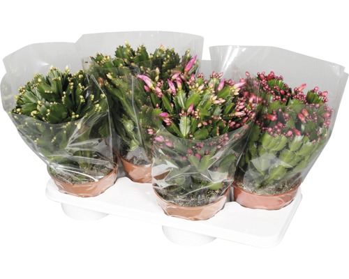 Vánoční kaktusy v květináčích na podnosu.