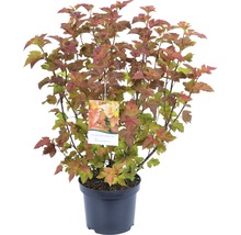 Tavola kalinolistá FloraSelf Physocarpus opulifolius 'Amber Jubilee' 50-60 cm květináč 4 l