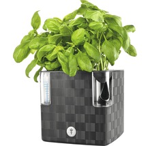 Bazalka v květináči s ukazatelem hladiny vody