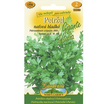 Petržel ''Gigante d''Italia'' Semínka