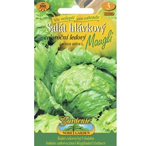 Balení semen ledového salátu