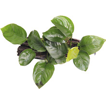 Akvarijní rostlina na dřevěném kořeni