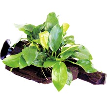 Akvarijní rostlina na kořenovém dřevě s přísavkou pro upevnění