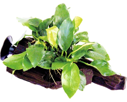 Anubias nana na kořenu s přísavkou Akvarijní rostlina na kořenovém dřevě s přísavkou pro upevnění