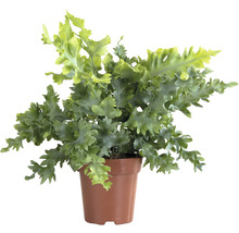 Tečkovka zlatá FloraSelf Phlebodium Aureum 'Davana' 30-40 cm květináč Ø 12 cm