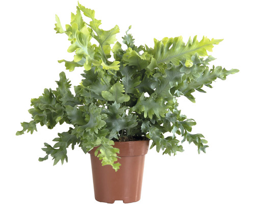 Tečkovka zlatá FloraSelf Phlebodium Aureum 'Davana' 30-40 cm květináč Ø 12 cm Klokanka v květináči