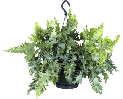 Tečkovka zlatá v závěsném květináči FloraSelf Phlebodium Aureum 'Davana' 40-45 cm Ø 20 cm květináč