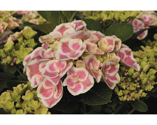 Detail květu hortenzie