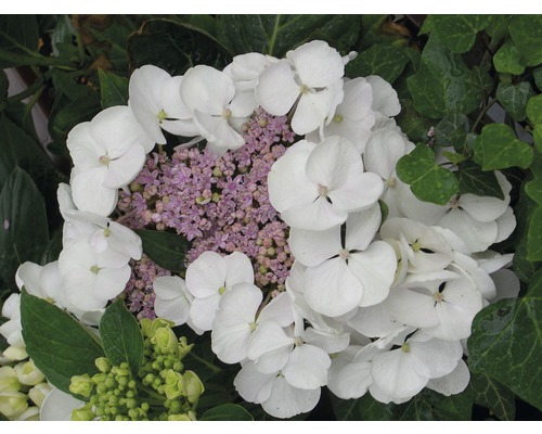 Hortenzie velkolistá bílá FloraSelf Hydrangea macrophylla výška 30-40 cm květináč 4 l