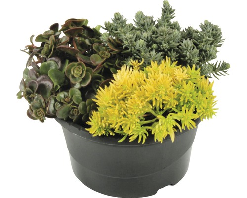 Různé rostliny v černém květináči