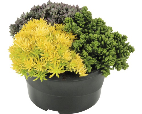 Květináč s různobarevnými rostlinami rozchodníku