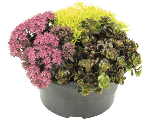 Miska 'Little Autumn' FloraSelf Sedum květináč Ø 17 cm 1 ks, různé druhy